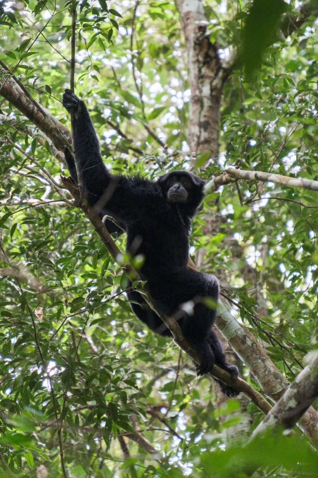 Magpie Homestay & Jungle Trekking Only For Guest Trekking With Us 부킷 라왕 외부 사진