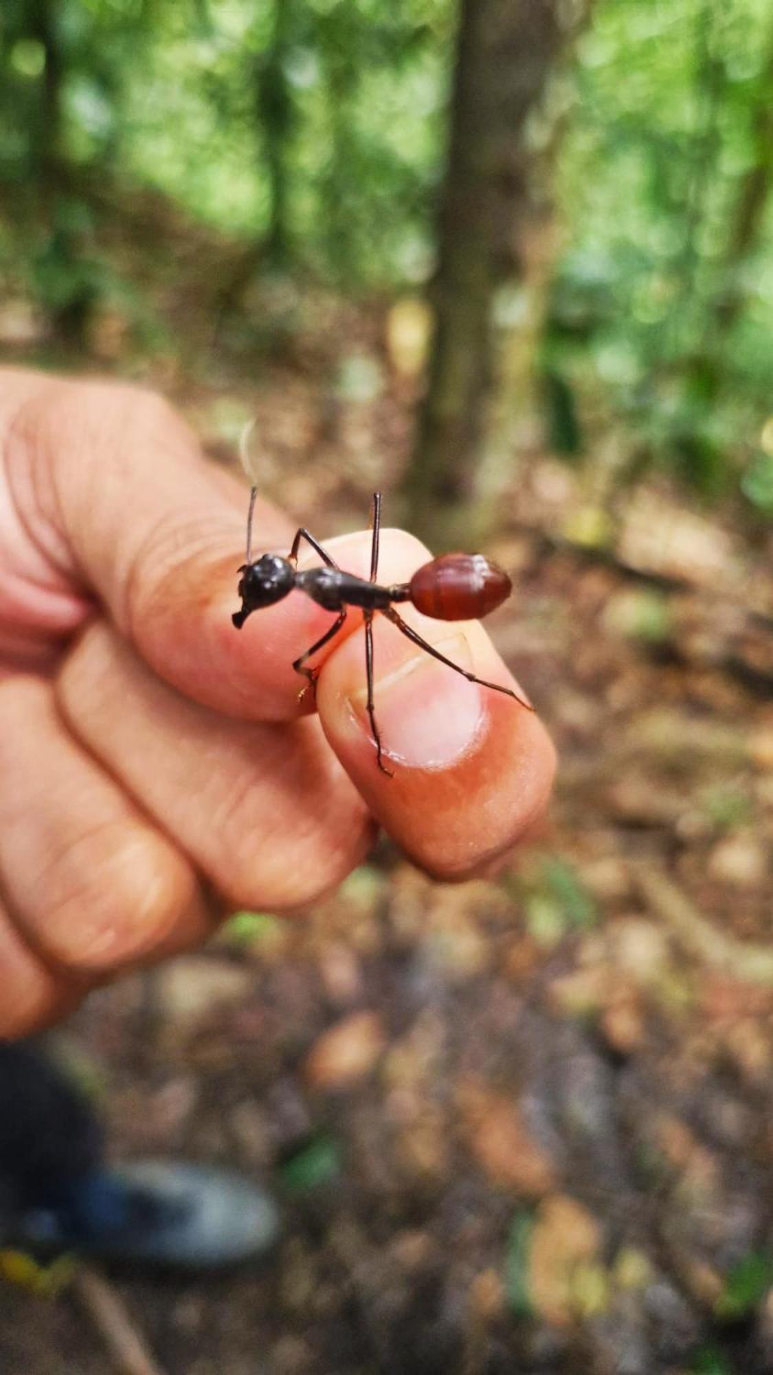 Magpie Homestay & Jungle Trekking Only For Guest Trekking With Us 부킷 라왕 객실 사진