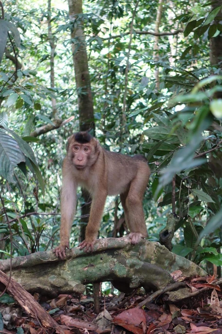 Magpie Homestay & Jungle Trekking Only For Guest Trekking With Us 부킷 라왕 객실 사진