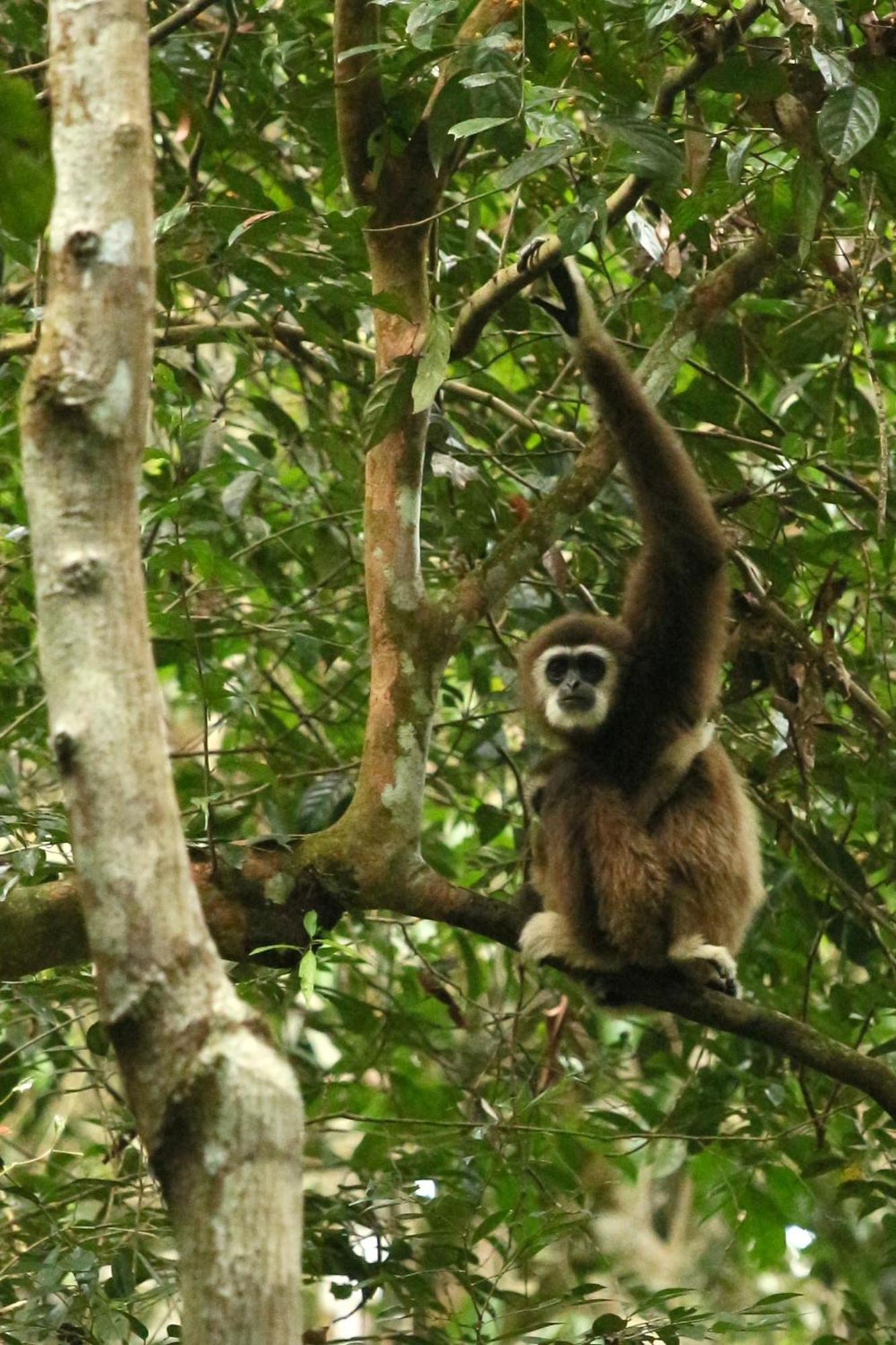 Magpie Homestay & Jungle Trekking Only For Guest Trekking With Us 부킷 라왕 외부 사진