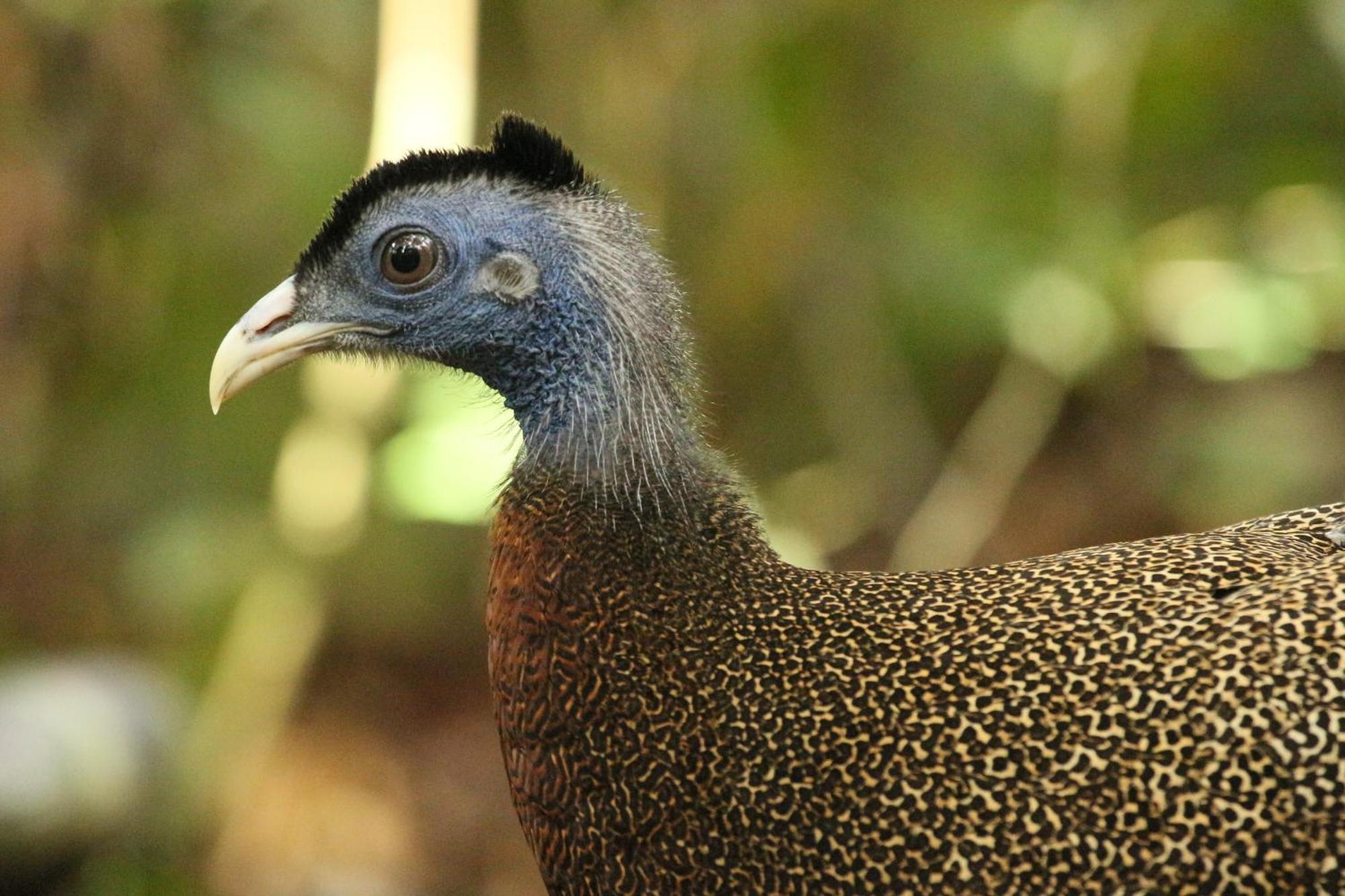 Magpie Homestay & Jungle Trekking Only For Guest Trekking With Us 부킷 라왕 외부 사진