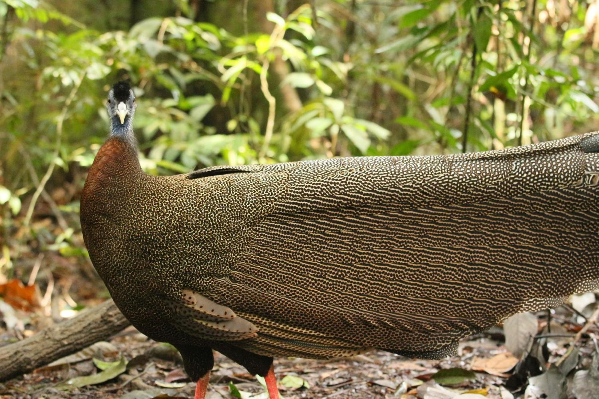 Magpie Homestay & Jungle Trekking Only For Guest Trekking With Us 부킷 라왕 외부 사진
