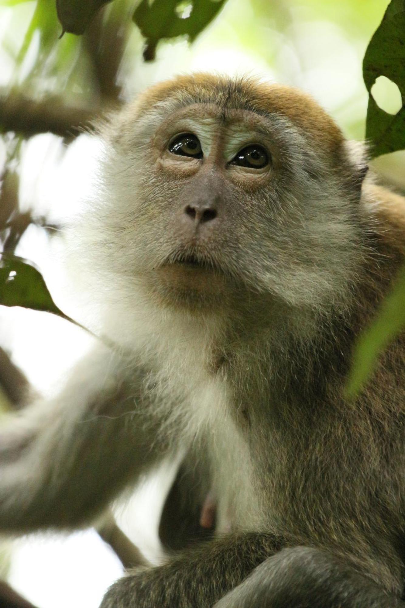 Magpie Homestay & Jungle Trekking Only For Guest Trekking With Us 부킷 라왕 외부 사진