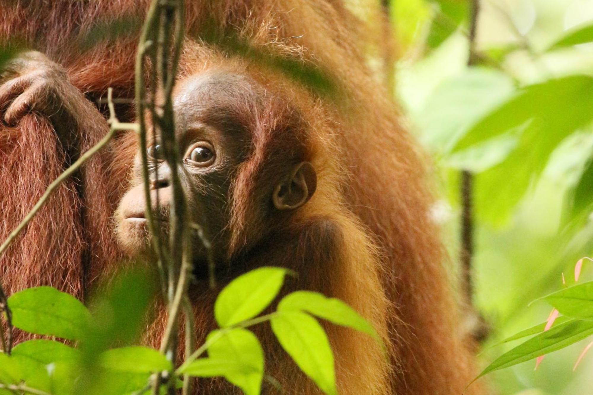 Magpie Homestay & Jungle Trekking Only For Guest Trekking With Us 부킷 라왕 외부 사진