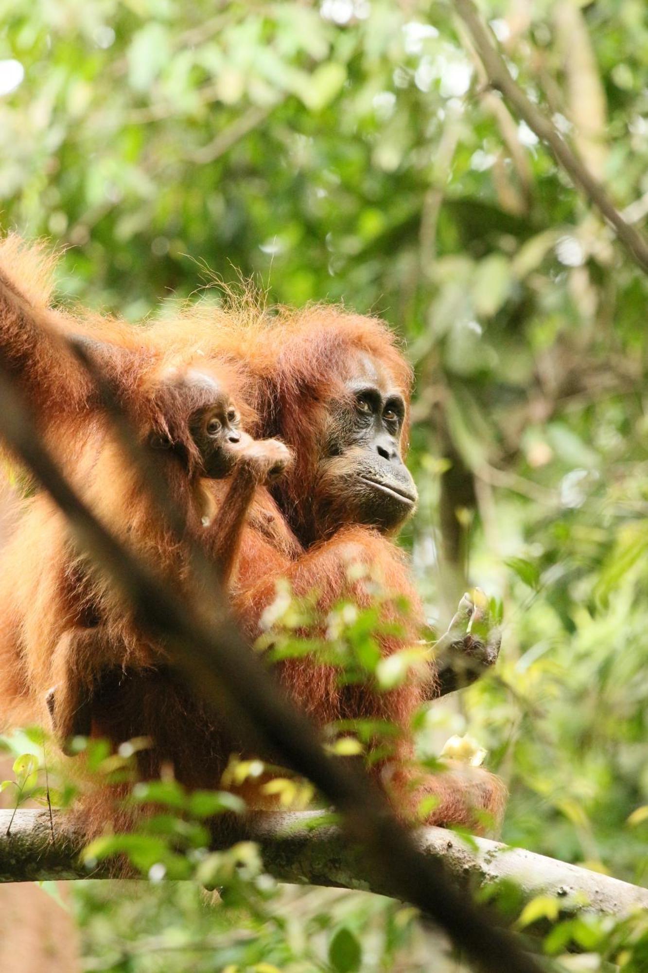 Magpie Homestay & Jungle Trekking Only For Guest Trekking With Us 부킷 라왕 외부 사진