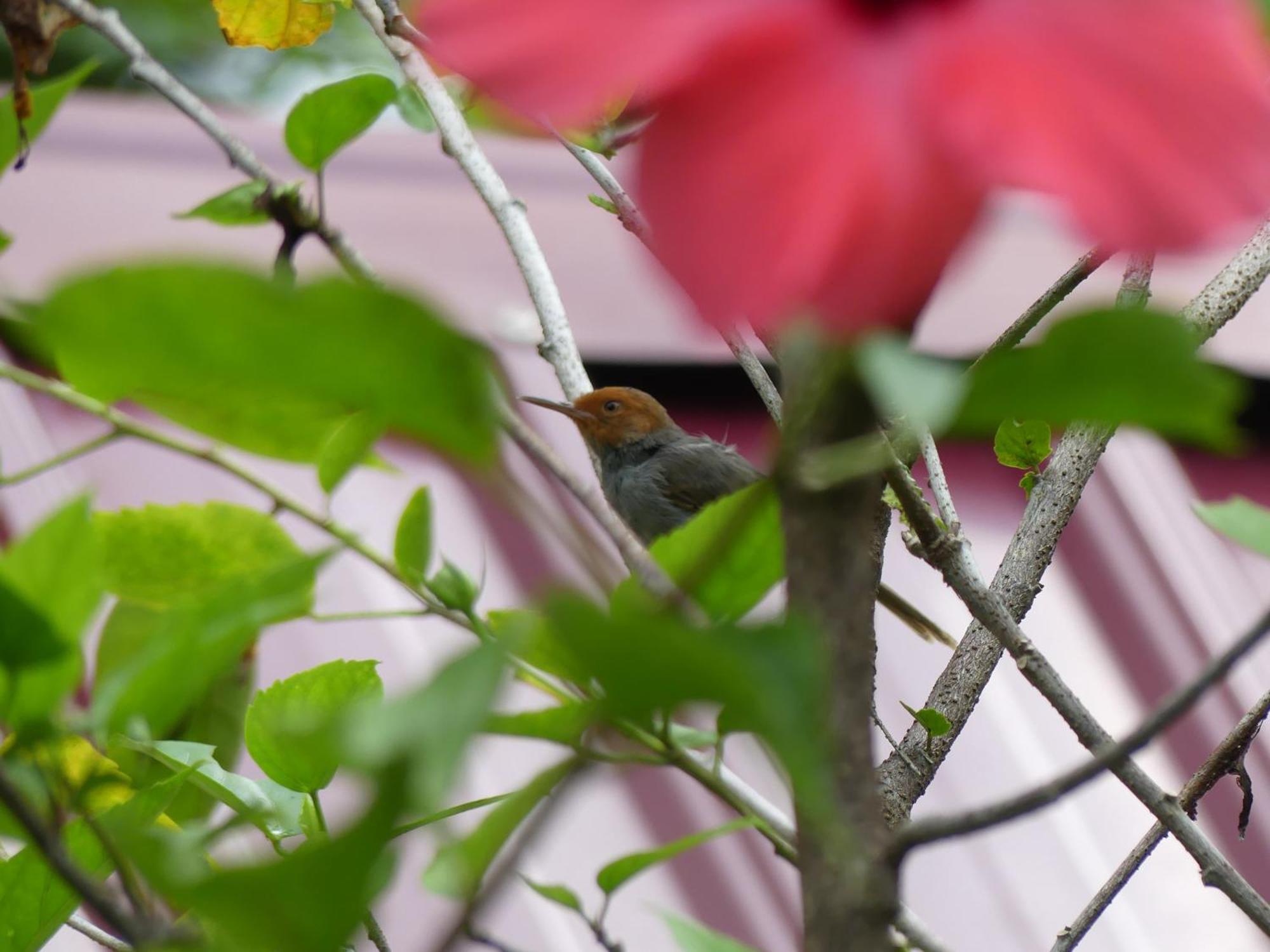 Magpie Homestay & Jungle Trekking Only For Guest Trekking With Us 부킷 라왕 객실 사진